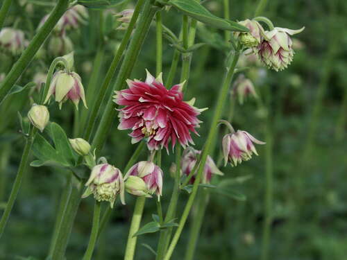 Bild von Aquilegia vulgaris Nora Barlow