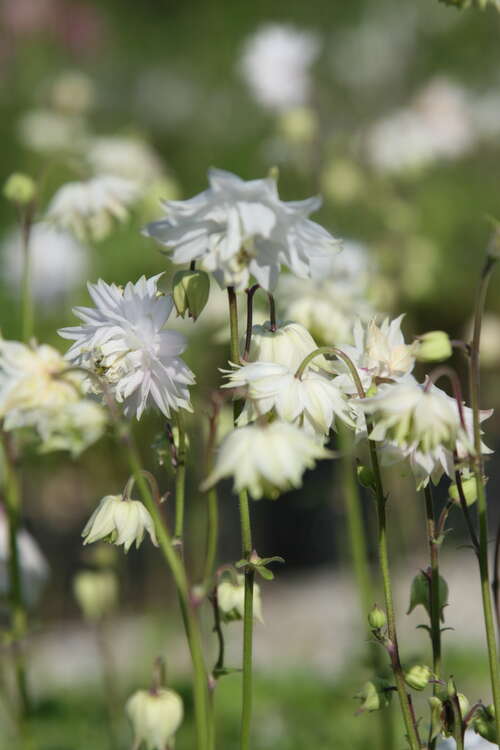 Bild von Aquilegia vulgaris White Barlow