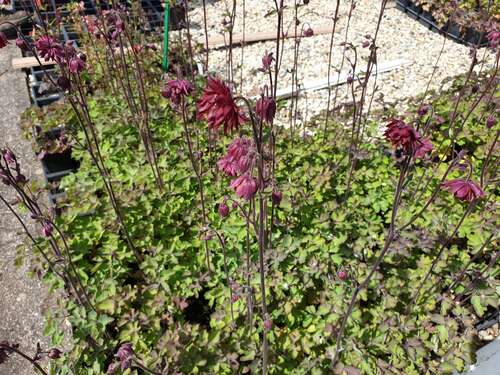 Bild von Aquilegia vulgaris Ruby Port