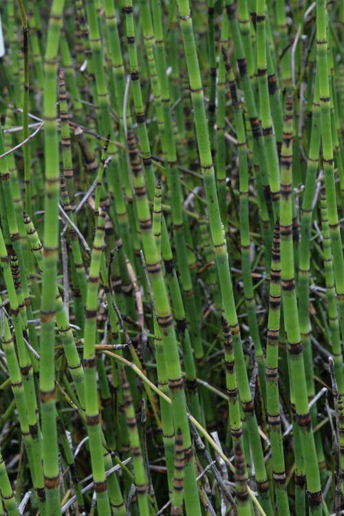 Bild von Equisetum hyemale var.robustum