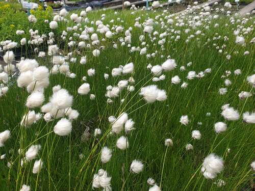 Bild von Scheidiges Wollgras