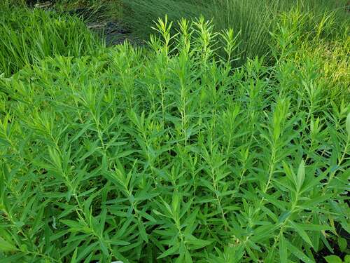 Bild von Euphorbia palustris