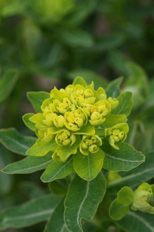 Bild von Sumpf-Wolfsmilch