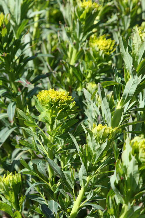 Bild von Euphorbia palustris Walensb. Glorie