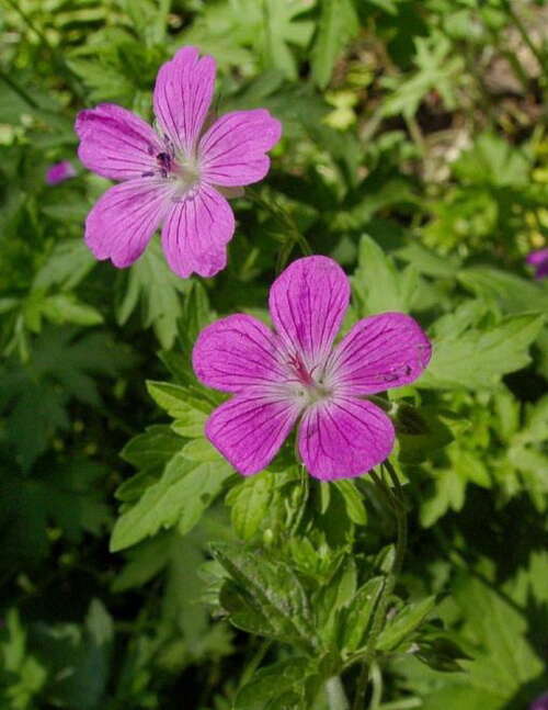 Bild von Sumpf-Storchschnabel