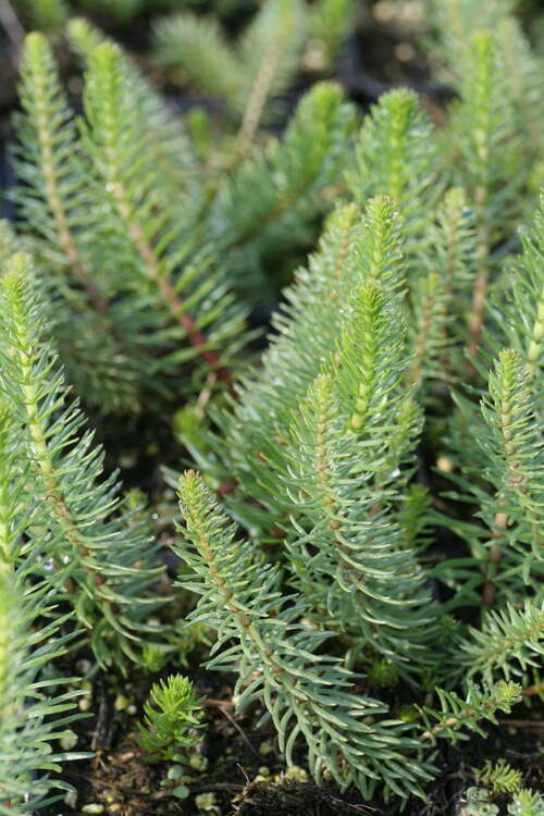 Bild von Hippuris vulgaris