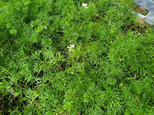 Bild von Hottonia palustris