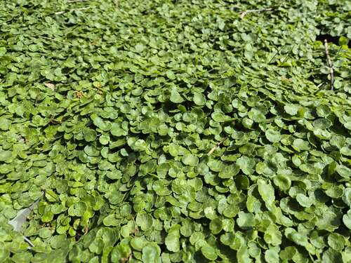 Bild von Wassernabel