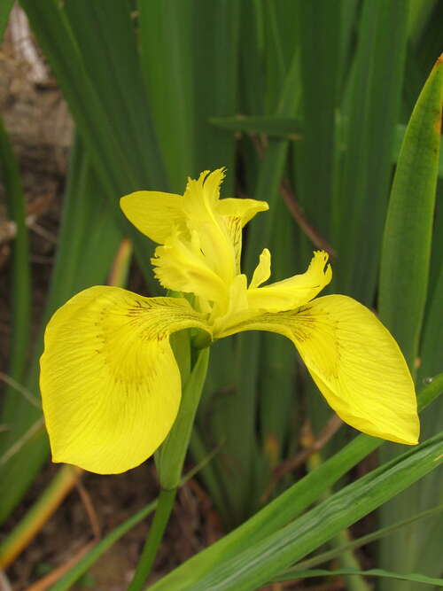 Bild von Iris pseudacorus
