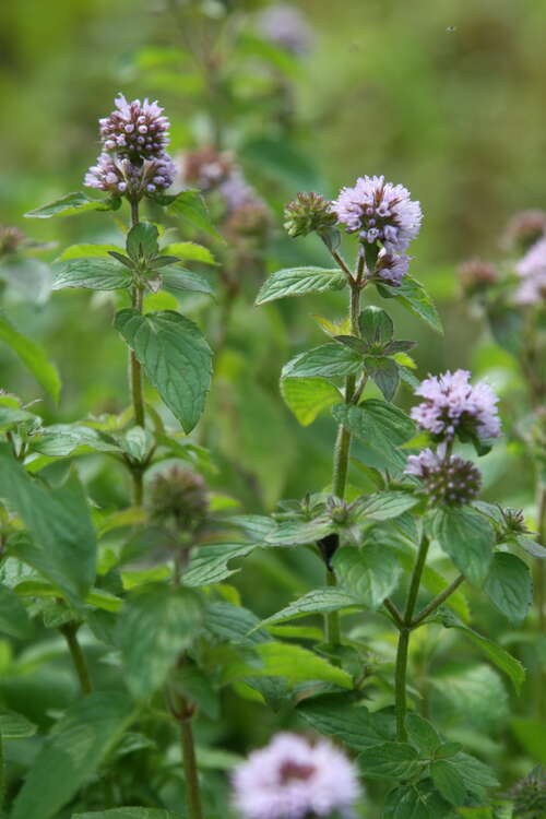 Bild von Mentha aquatica