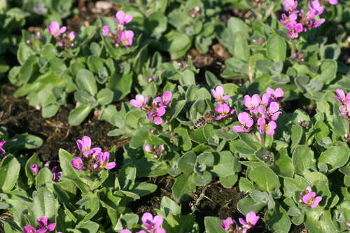 Bild von Arends Garten-Gänsekresse