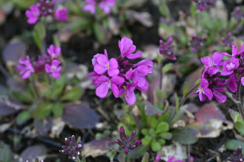 Bild von Garten-Gänsekresse