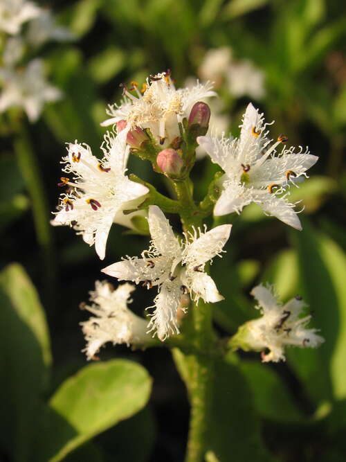 Bild von Menyanthes trifoliata