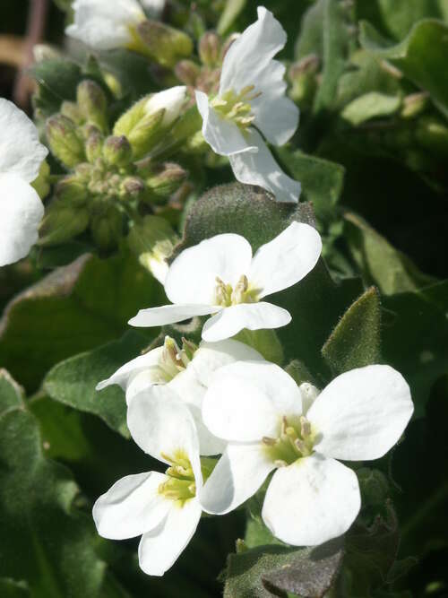 Bild von Arabis caucasica Schneehaube