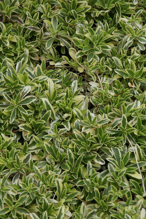 Bild von Arabis ferdinandi cob. Old Gold