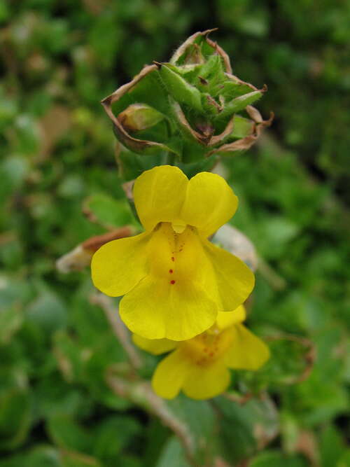 Bild von Gelbe Gauklerblume