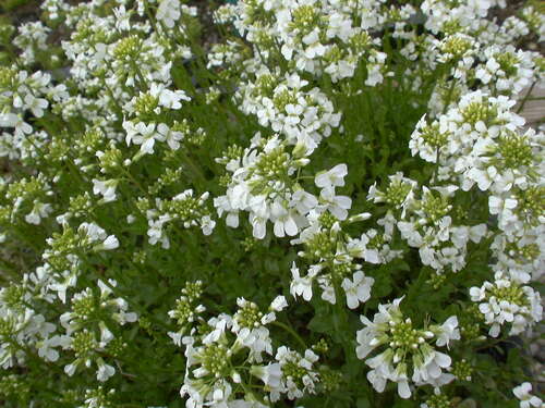 Bild von Arabis procurrens Glacier