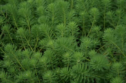 Bild von Myriophyllum aquaticum brasiliense