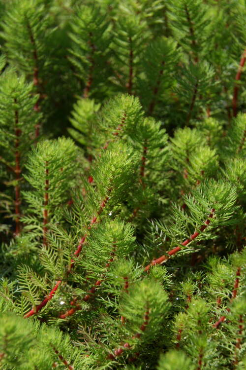 Bild von Ähriges Tausendblatt