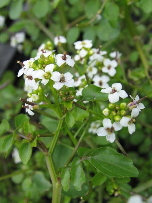 Bild von Nasturtium officinale
