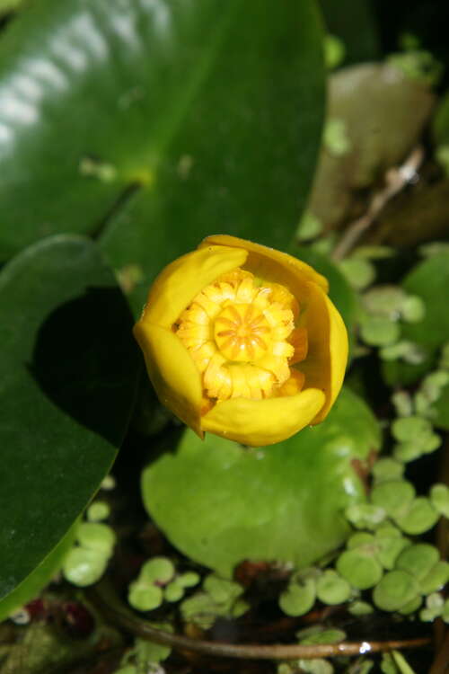 Bild von Nuphar pumila