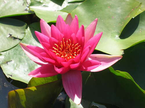 Bild von Nymphaea x-cult. Escarboucle