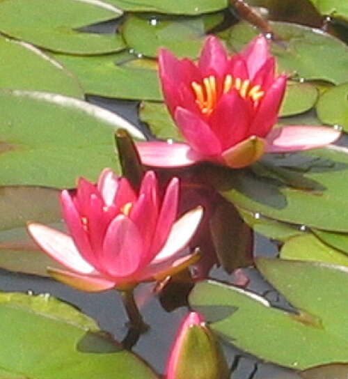 Bild von Nymphaea x-cult. Froebeli