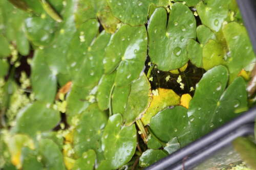 Bild von Nymphoides peltata