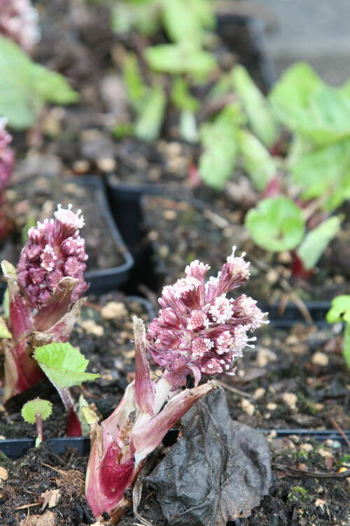 Bild von Petasites hybridus officinalis 