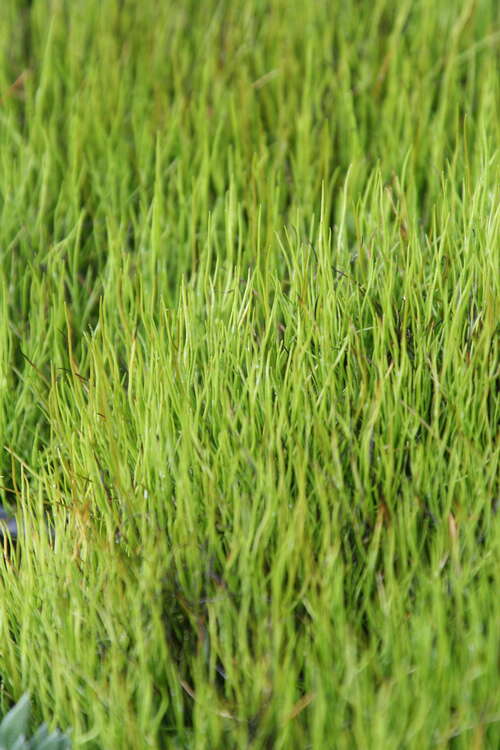 Bild von Pillularia globulifera