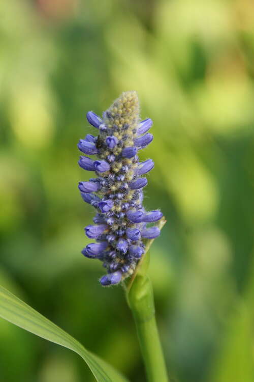 Bild von Pontederia lanceolata