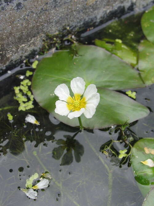 Bild von Ranunculus aquatilis