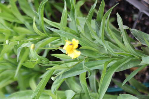 Bild von Ranunculus lingua