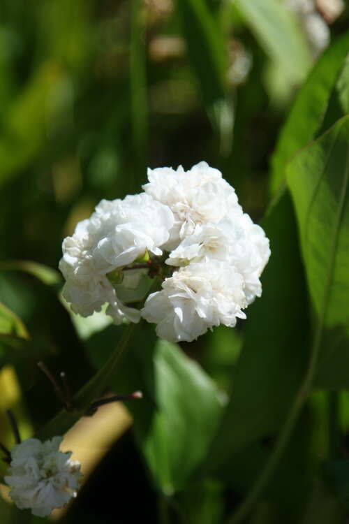 Bild von Sagittaria latifolia Plena