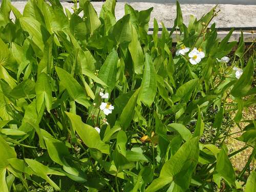 Bild von Sagittaria sagittifolia
