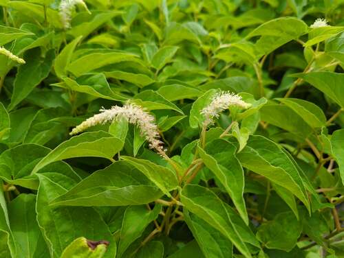 Bild von Eidechsenschwanz