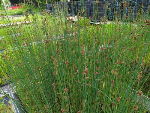 Bild von Schoenoplectus lacustris