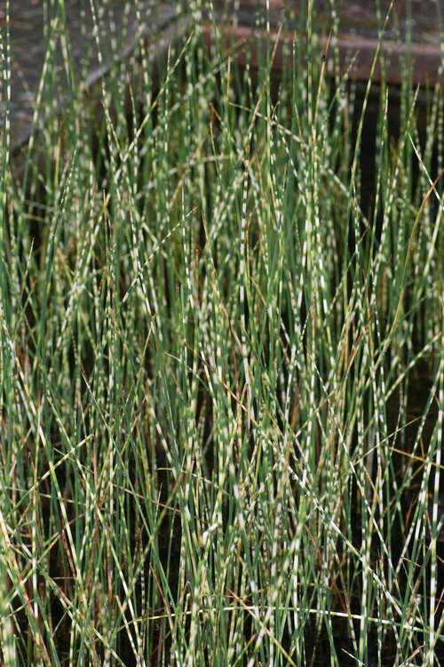 Bild von Schoenoplectus tabernaemontani Zebrinus