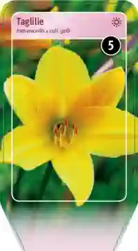 Bild von Garten-Taglilie