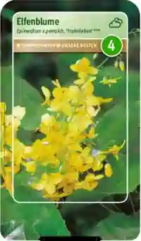 Bild von Frohnleiten-Garten-Elfenblume