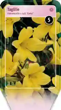 Bild von Garten-Taglilie