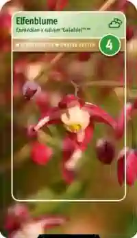 Bild von Garten-Elfenblume