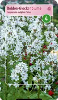 Bild von Garten-Dolden-Glockenblume