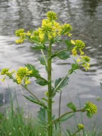 Bild von Barbarea vulgaris