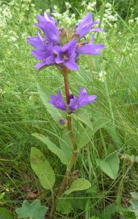 Bild von Campanula glomerata