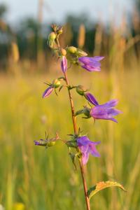 Bild von Campanula rapunculoides