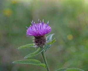 Bild von Centaurea nigra ssp.nemoralis