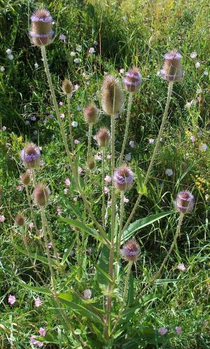 Bild von Dipsacus fullonum