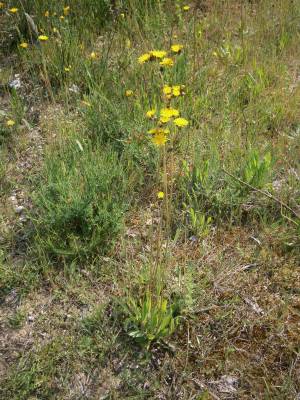 Bild von Hieracium piloselloides