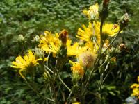 Bild von Hieracium umbellatum